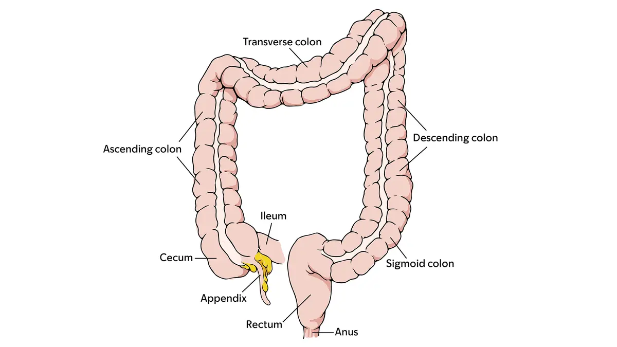 Image of the parts of a colon showing the anus, rectum, the sigmoid, descending, transverse and ascending colon, and the cerum, ileum, and appendix. 