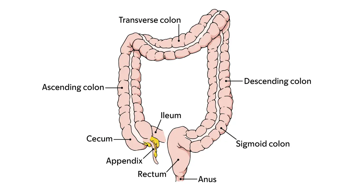 Diagram of the parts of the colon and rectum.