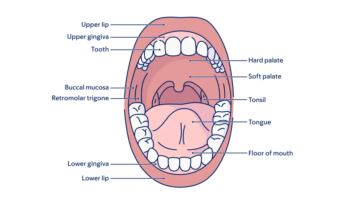 Illustration of the mouth, showing location of lips, teeth, gums, tonsils, palates, and the tongue. 
