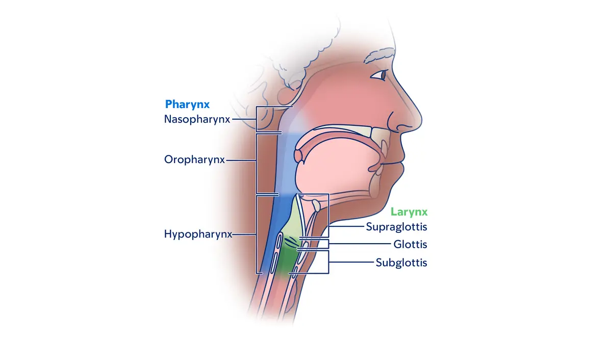 Illustration of the head and neck showing the different parts of the pharynx and larynx.  