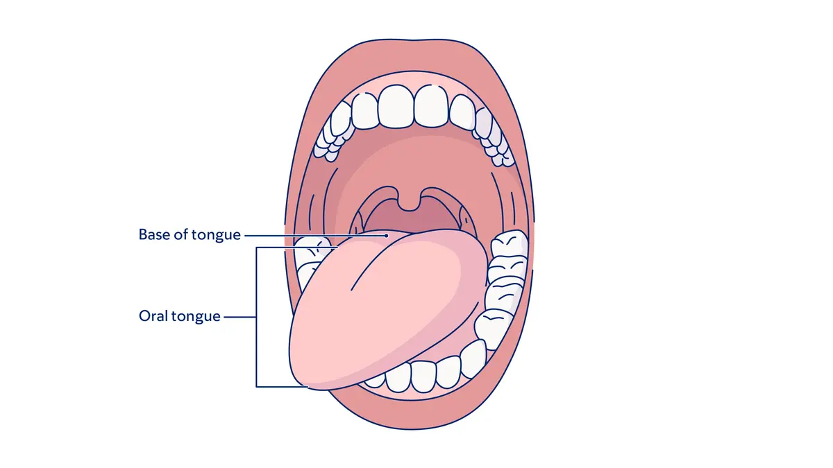 Illustration of the mouth, showing the oral tongue and base tongue.  
