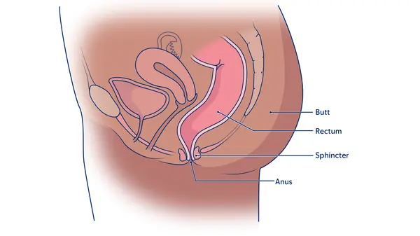 Illustration of the anus, rectum, sphincter, and butt. 