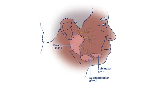 Illustration of the salivary glands, showing the parotid, submandibular, and sublingual glands. 