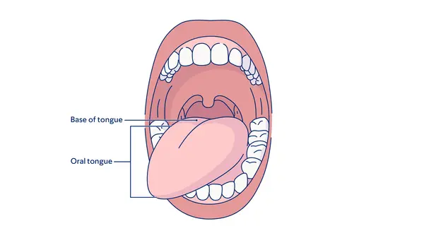 Illustration of the mouth, showing the oral tongue and base tongue.  